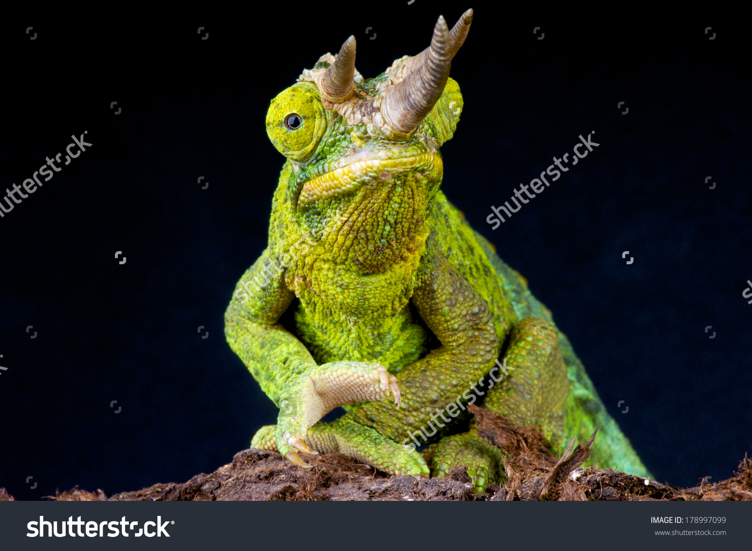 Three Horned Chameleon Trioceros Jacksonii Stock Photo 178997099.