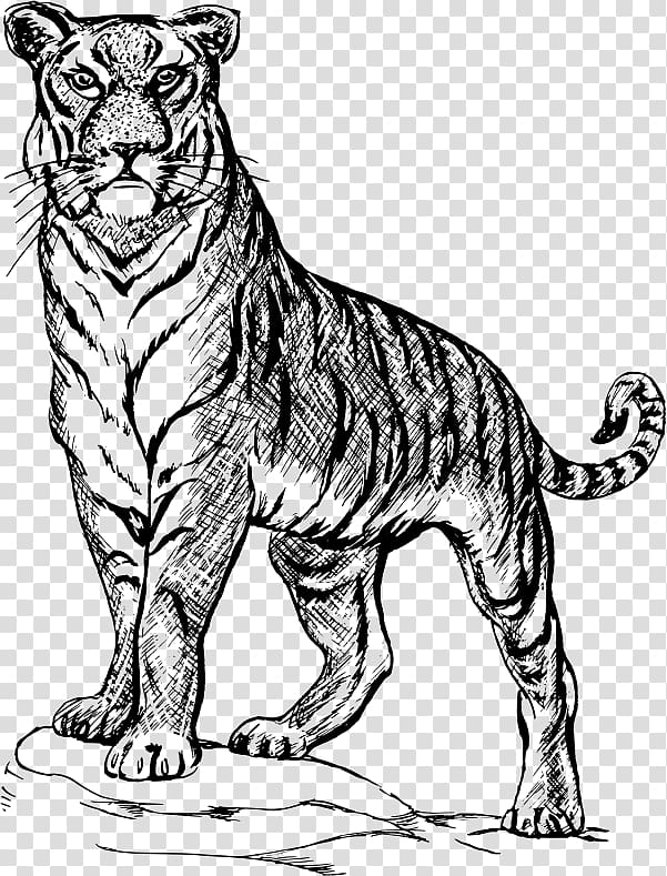 Drawing Line art , tiger black and white transparent.