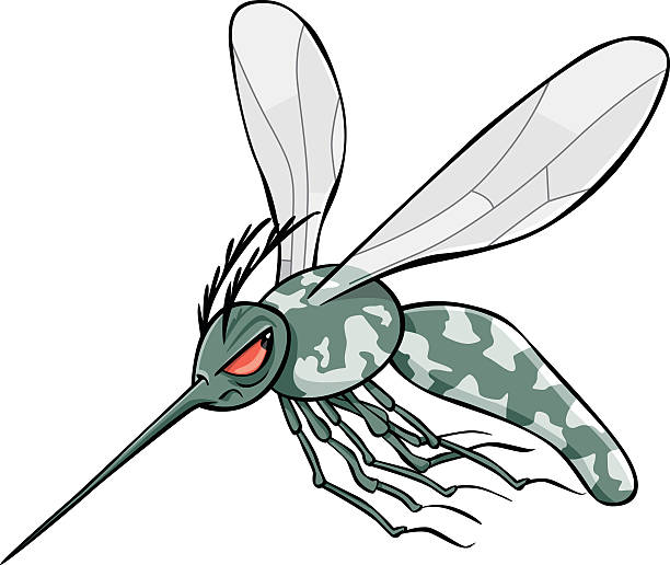 Asian Tiger Mosquito Clip Art, Vector Images & Illustrations.