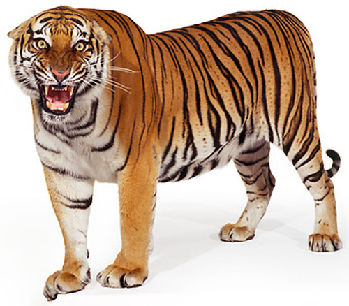 Tiger HD PNG Transparent Tiger HD.PNG Images..