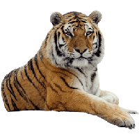 Download Tiger Free PNG photo images and clipart.