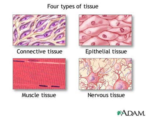 Muscles clipart epithelial tissue, Muscles epithelial tissue.