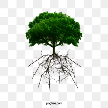 Tree Roots PNG Images.