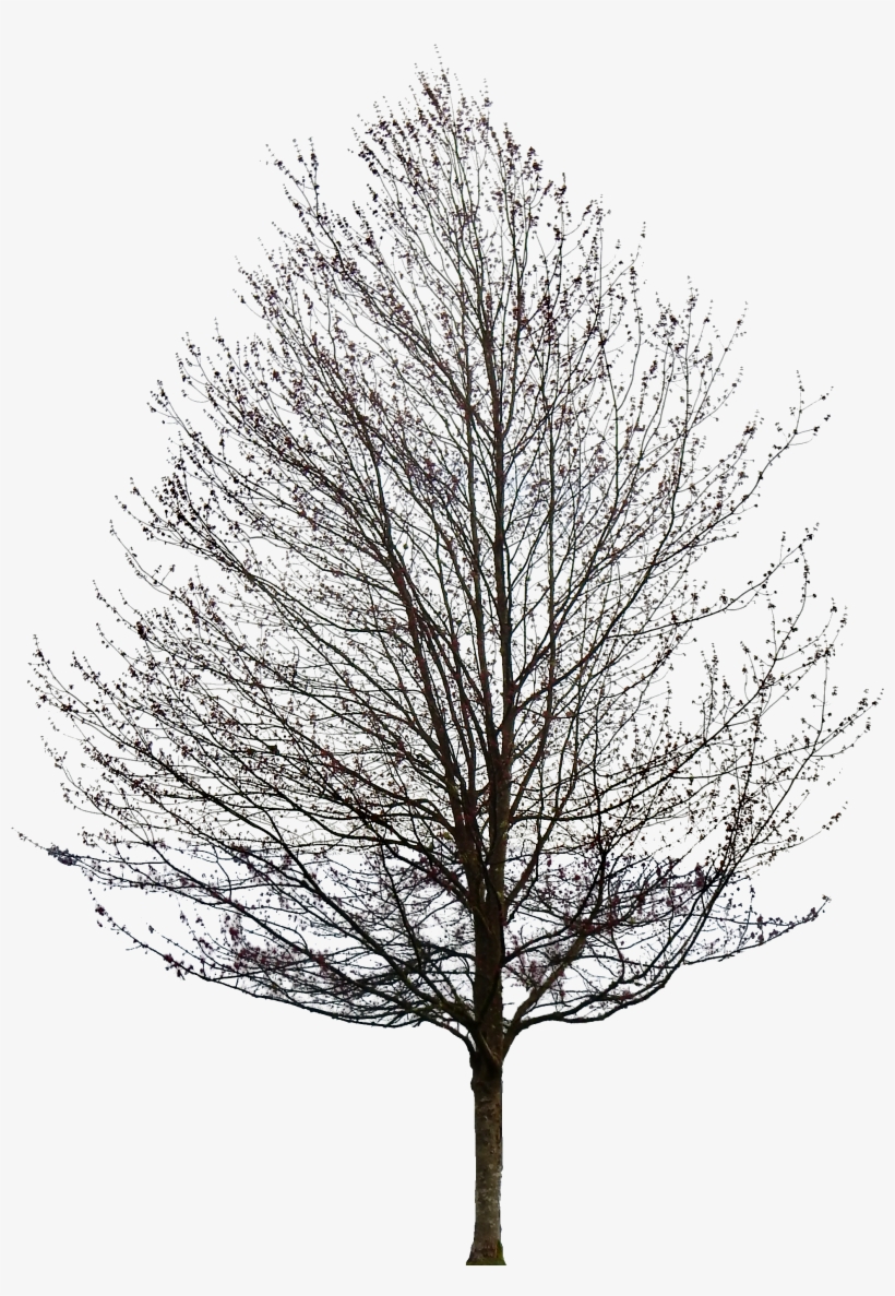 Tree Without Leaves Png Transparent PNG.