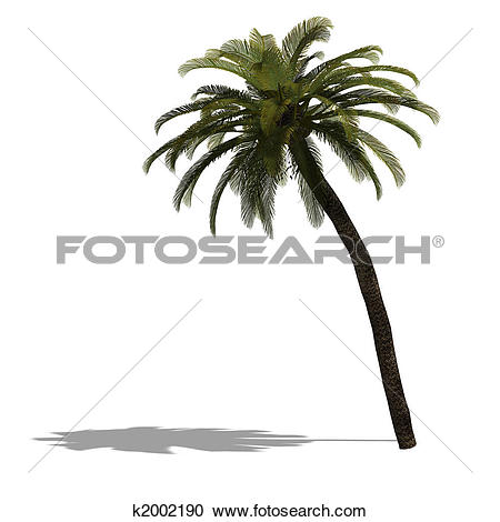 Stock Illustrations of 3D Render of a palm tree k2002190.