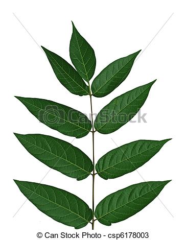 Stock Photos of Tree of heaven Leaf.