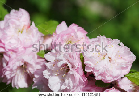 Pshenichka's Portfolio on Shutterstock.