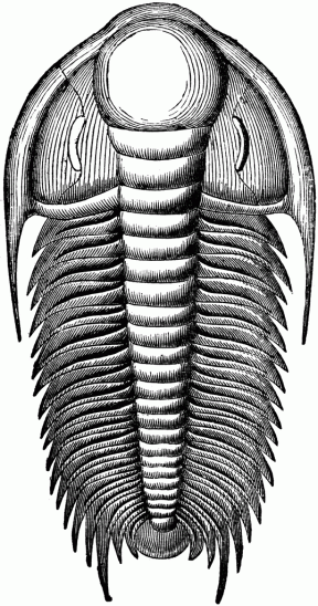 Trilobite Clipart.