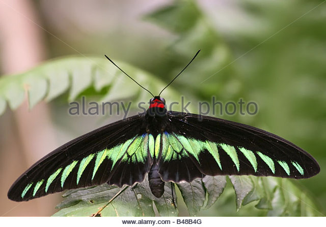 Trogonoptera Brookiana Stock Photos & Trogonoptera Brookiana Stock.