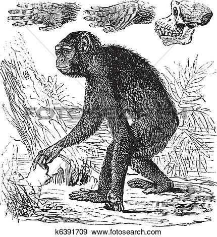 Clip Art of Chimpanzee or Pan troglodytes vintage engraving.