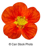 Tropaeolum Stock Illustrations. 12 Tropaeolum clip art images and.