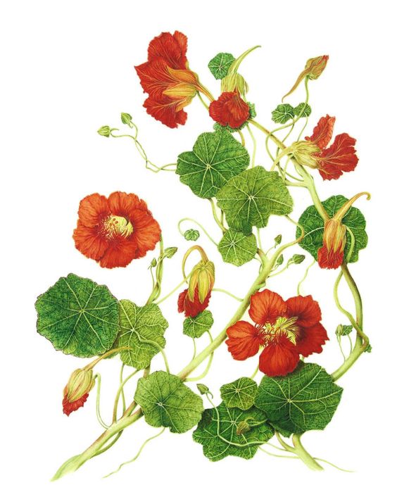 Tropaeolum majus (Nasturtium).