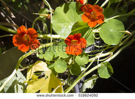 Tropaeolum Stock Images, Royalty.