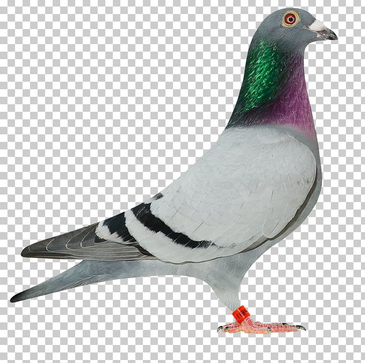 Homing Pigeon Racing Homer Fantail Pigeon Indian Fantail.