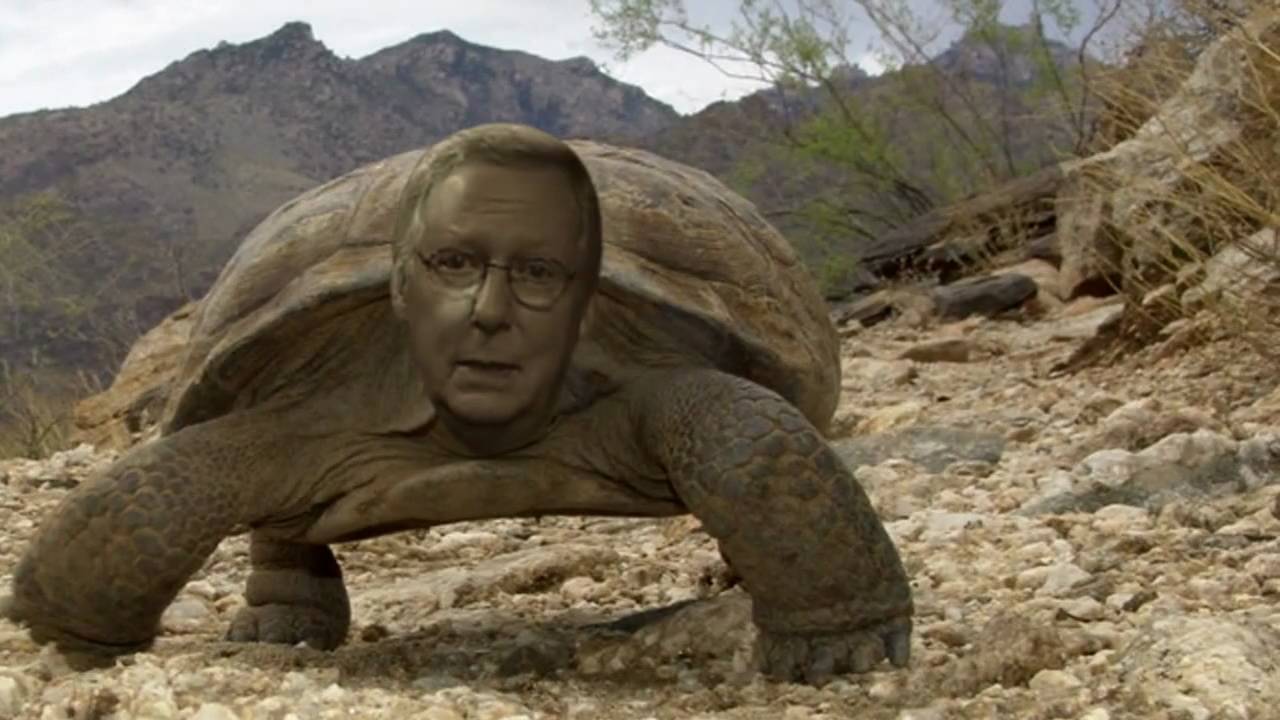 Mitch McTurtle.