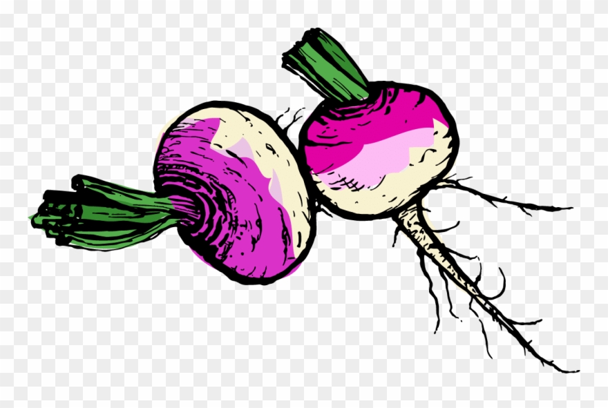 Turnip Images Clipart.