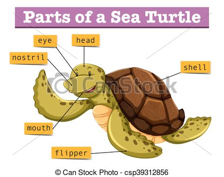 Clipart Vector of Diagram showing different parts of turtle.