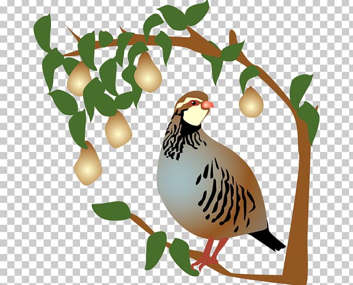 Partridge The Twelve Days Of Christmas Pear PNG, Clipart.