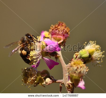 Splendid Stamens Stock Photos, Royalty.