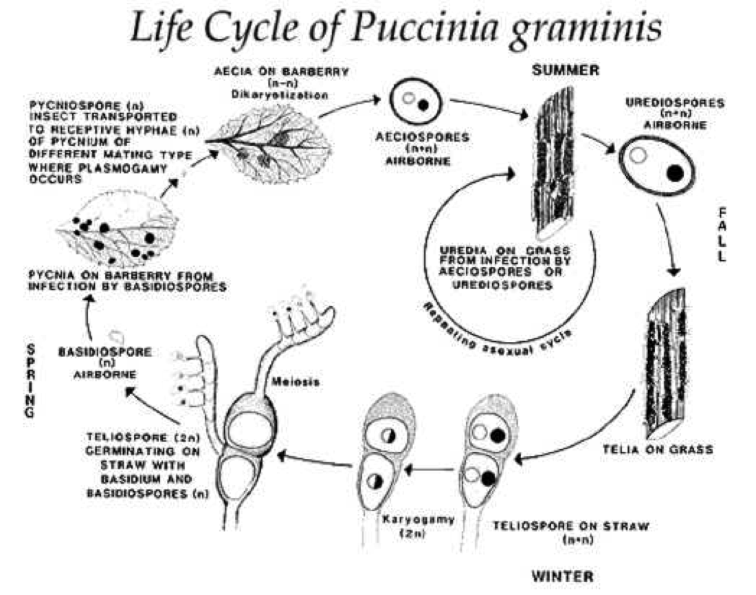 Uredinales.