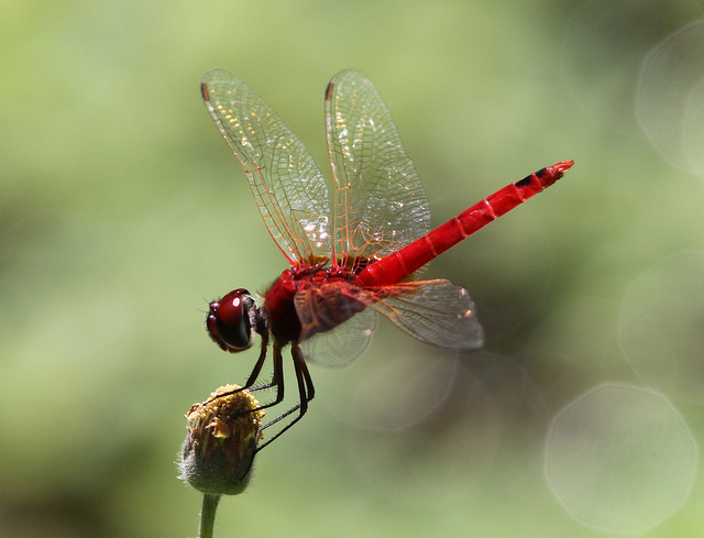 Scarlet Basker (Urothemis signata) Male.