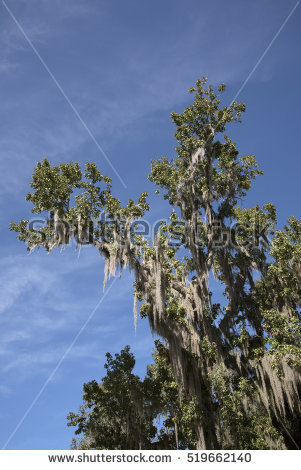 Usneoides Stock Photos, Royalty.