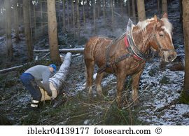 Horse logging Stock Photo Images. 34 horse logging royalty free.