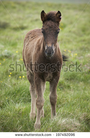 Peninsula Vatnsnes Stock Photos, Images, & Pictures.