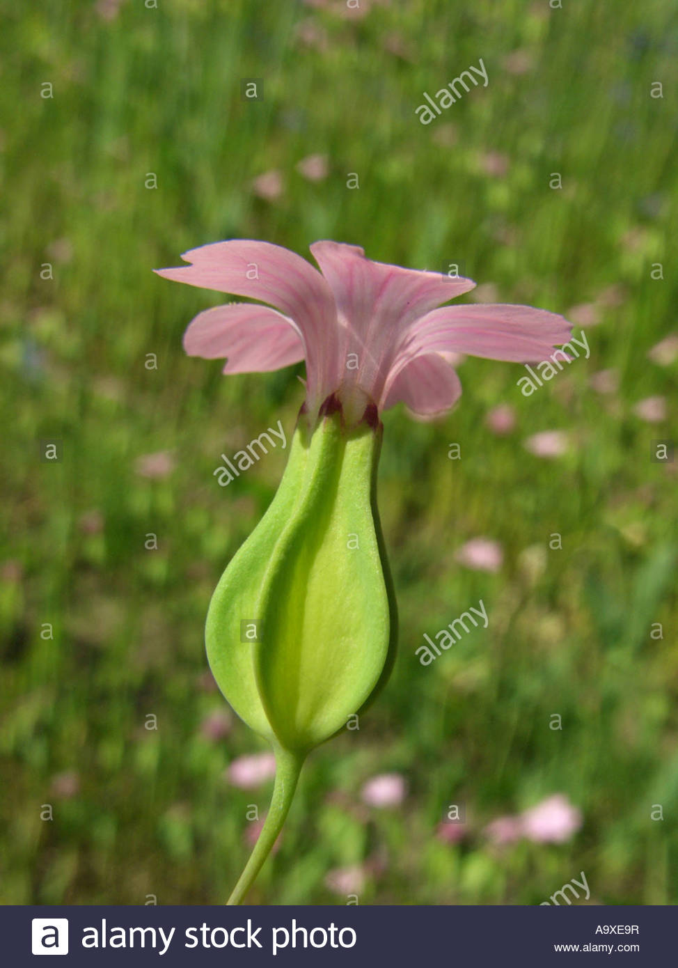 Cow Basil, Cowcockle (vaccaria Hispanica, Vaccaria Pyramidata.