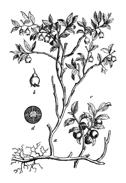 Vaccinium Myrtillus Clip Art, Vector Images & Illustrations.