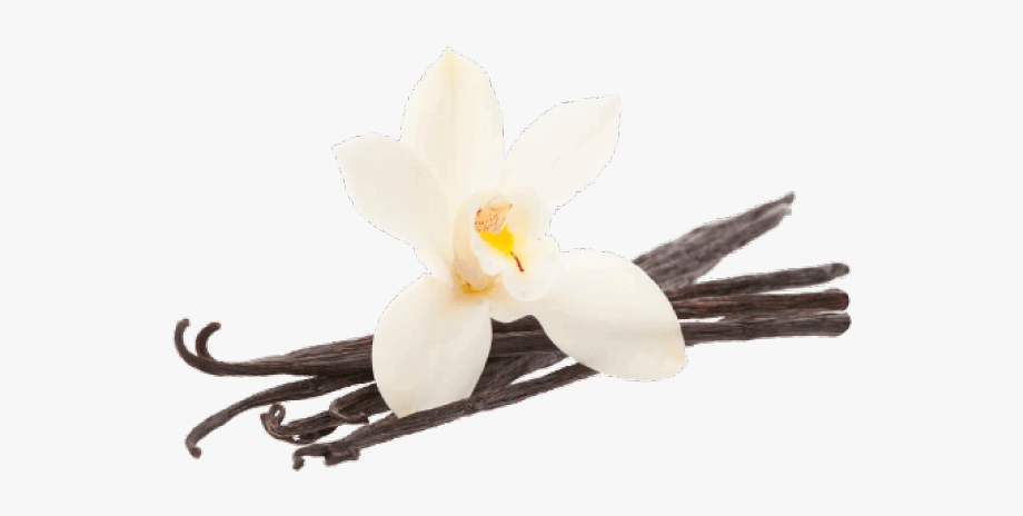 Seeds Clipart Vanilla Bean.