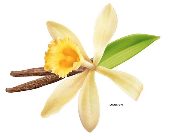 The vanilla bean orchid is a very special flower, it only.