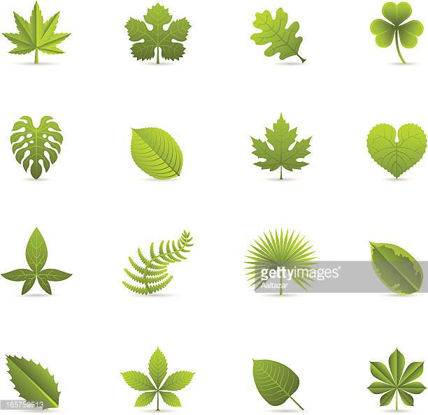 Fern Stock Illustrations And Cartoons.