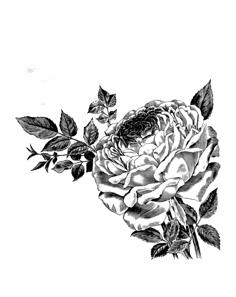 Drawing Of Roses Vector Clipart.