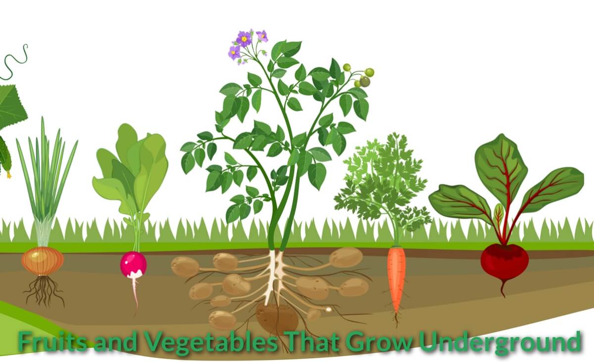 Fruits and Vegetables That Grow Underground.