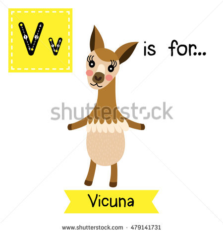 Vicuna Stock Photos, Royalty.