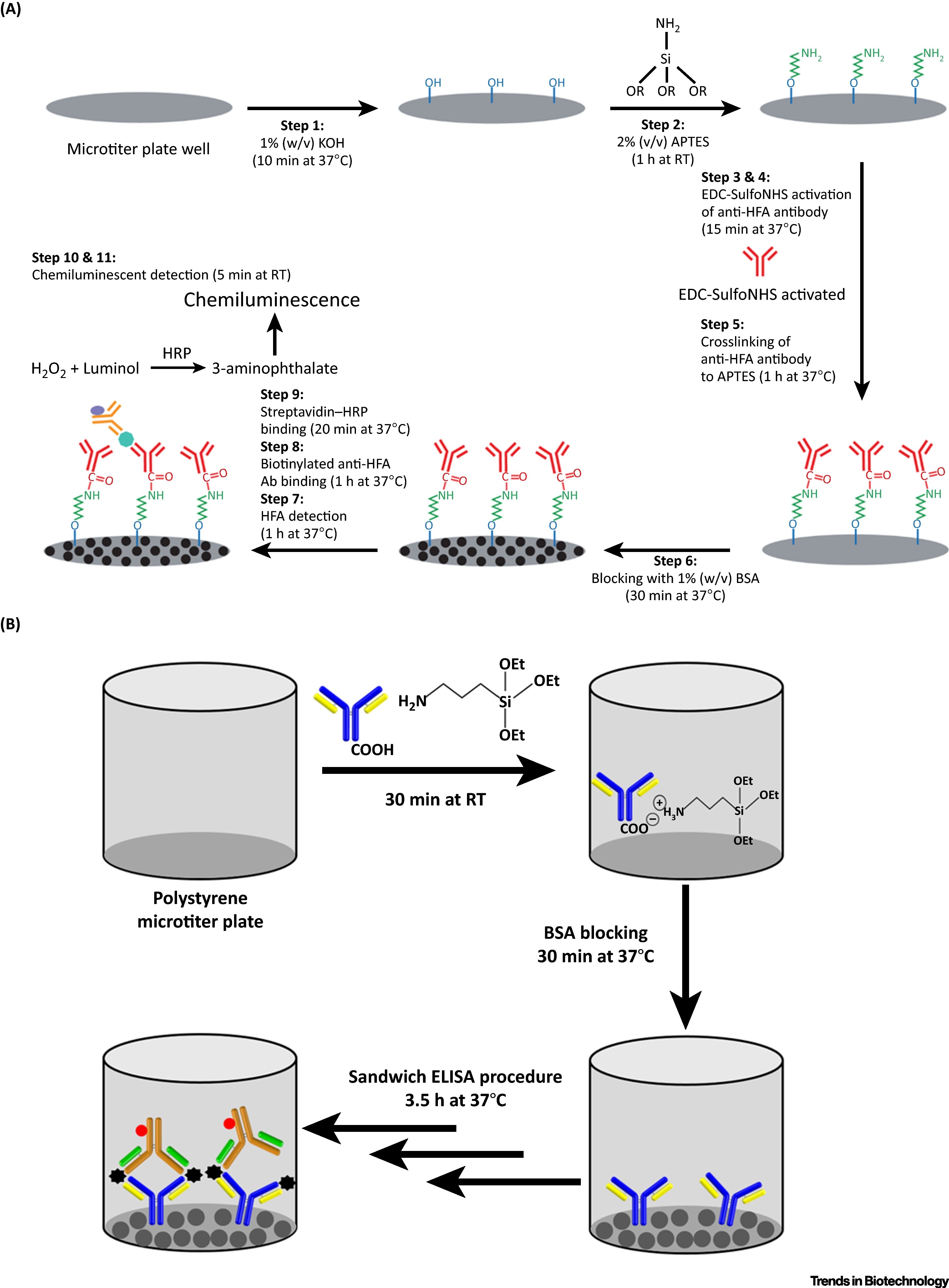 Emerging Human Fetuin A Assays for Biomedical Diagnostics: Trends.