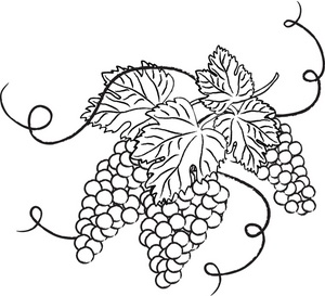 Vine and branches grapes clip art images s.