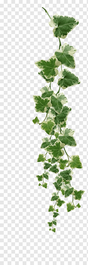 Ivy Family cutout PNG & clipart images.