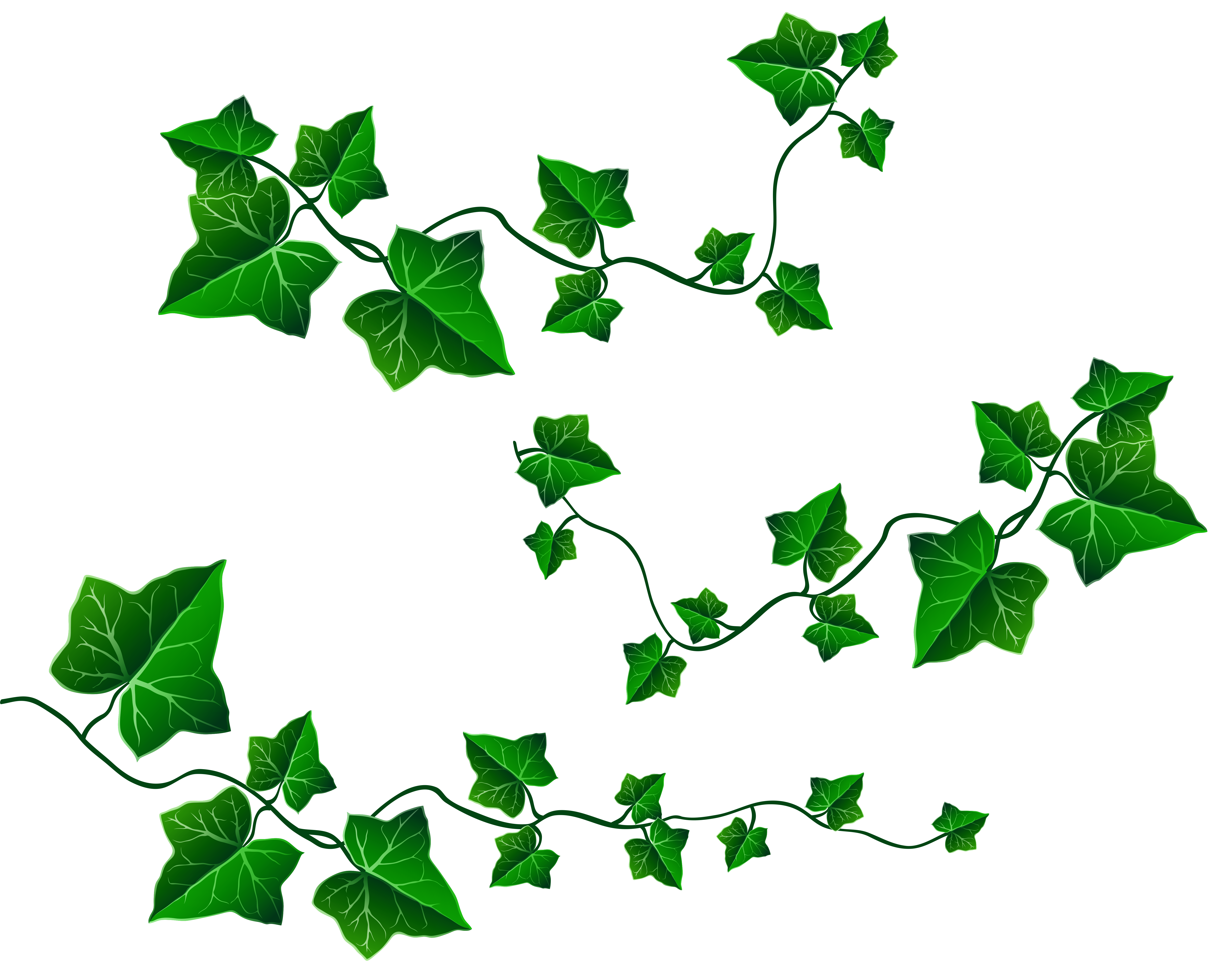 Vine Leaves Decoration PNG Clipart Picture.