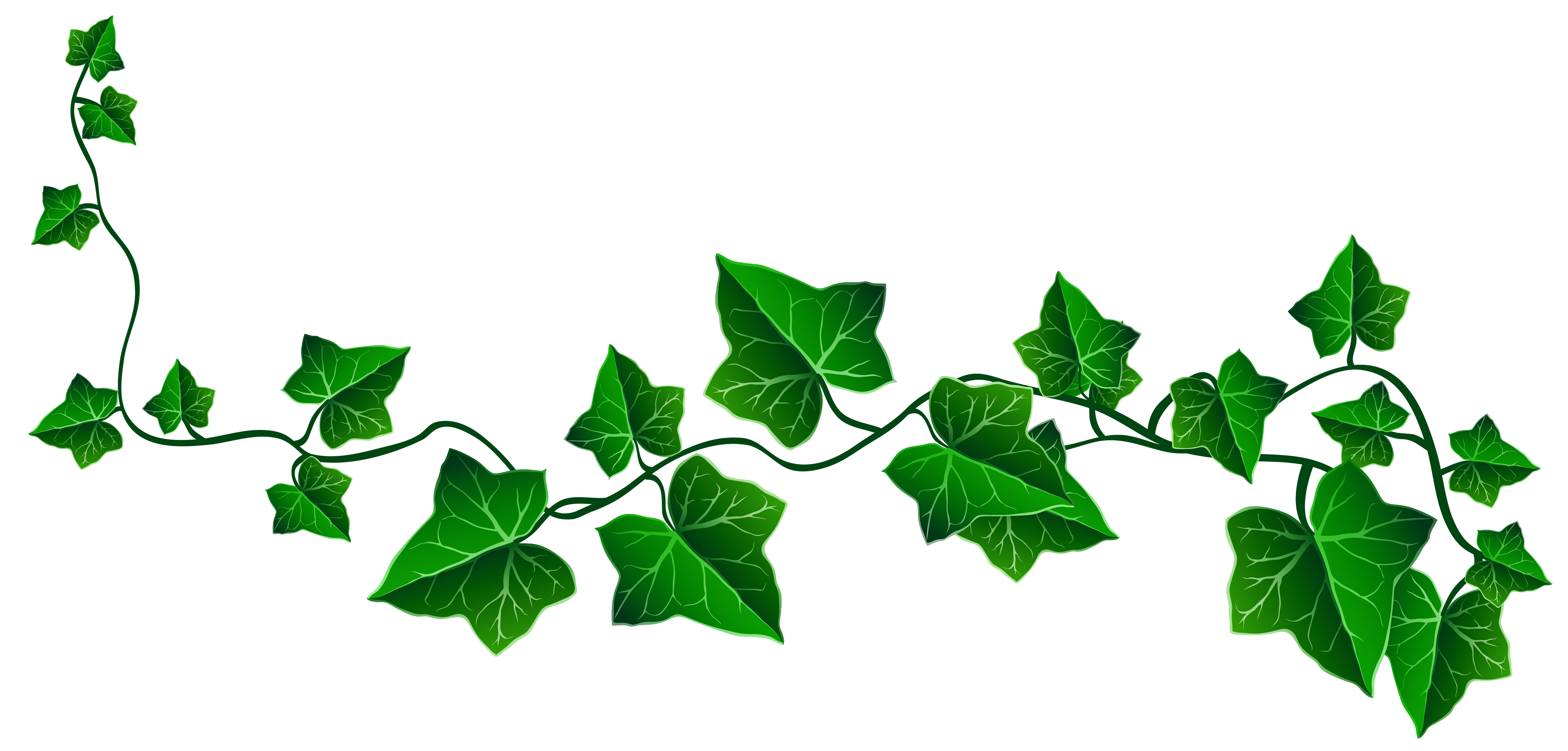 Leaf Vine.