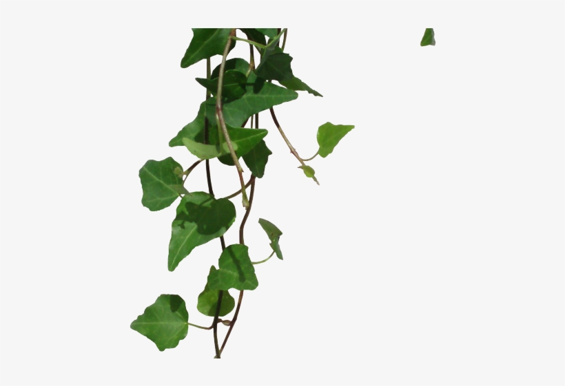 Vines Clipart Transparent Background.