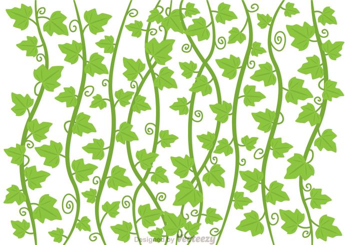 Ivy Vine Vector.