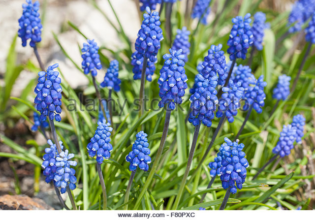 Muscari Botryoides Stock Photos & Muscari Botryoides Stock Images.