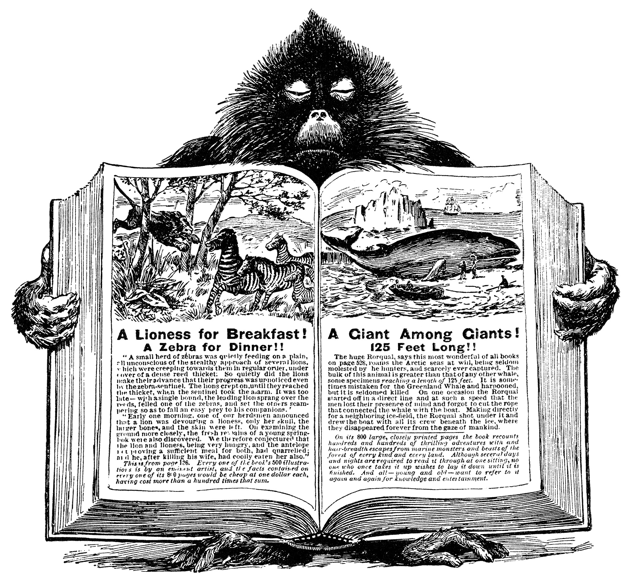 Baboon Holding Open Book ~ Free Vintage Clip Art.