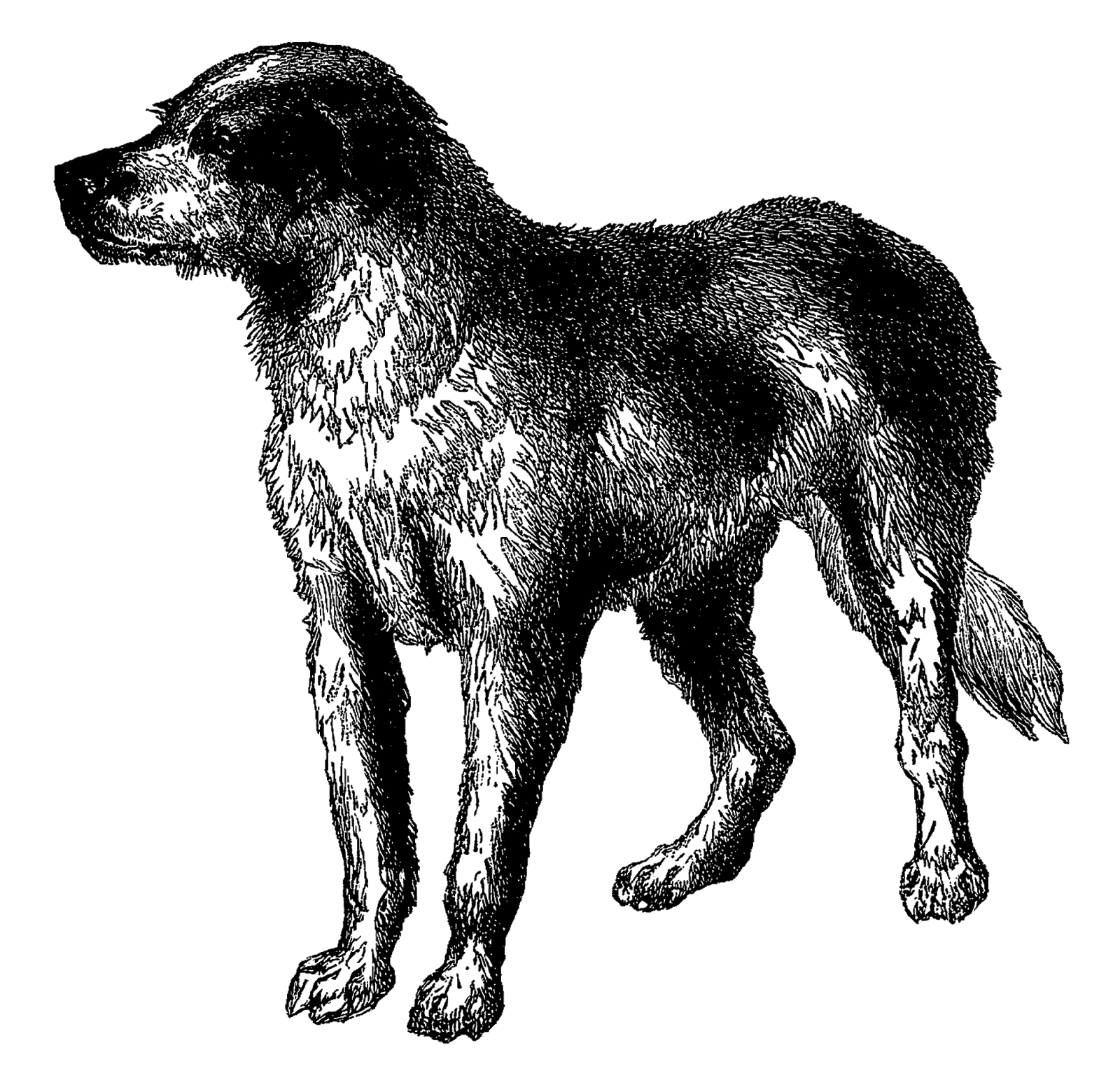 Antique Images: Vintage Dog Breed Boarhound Digital Download.