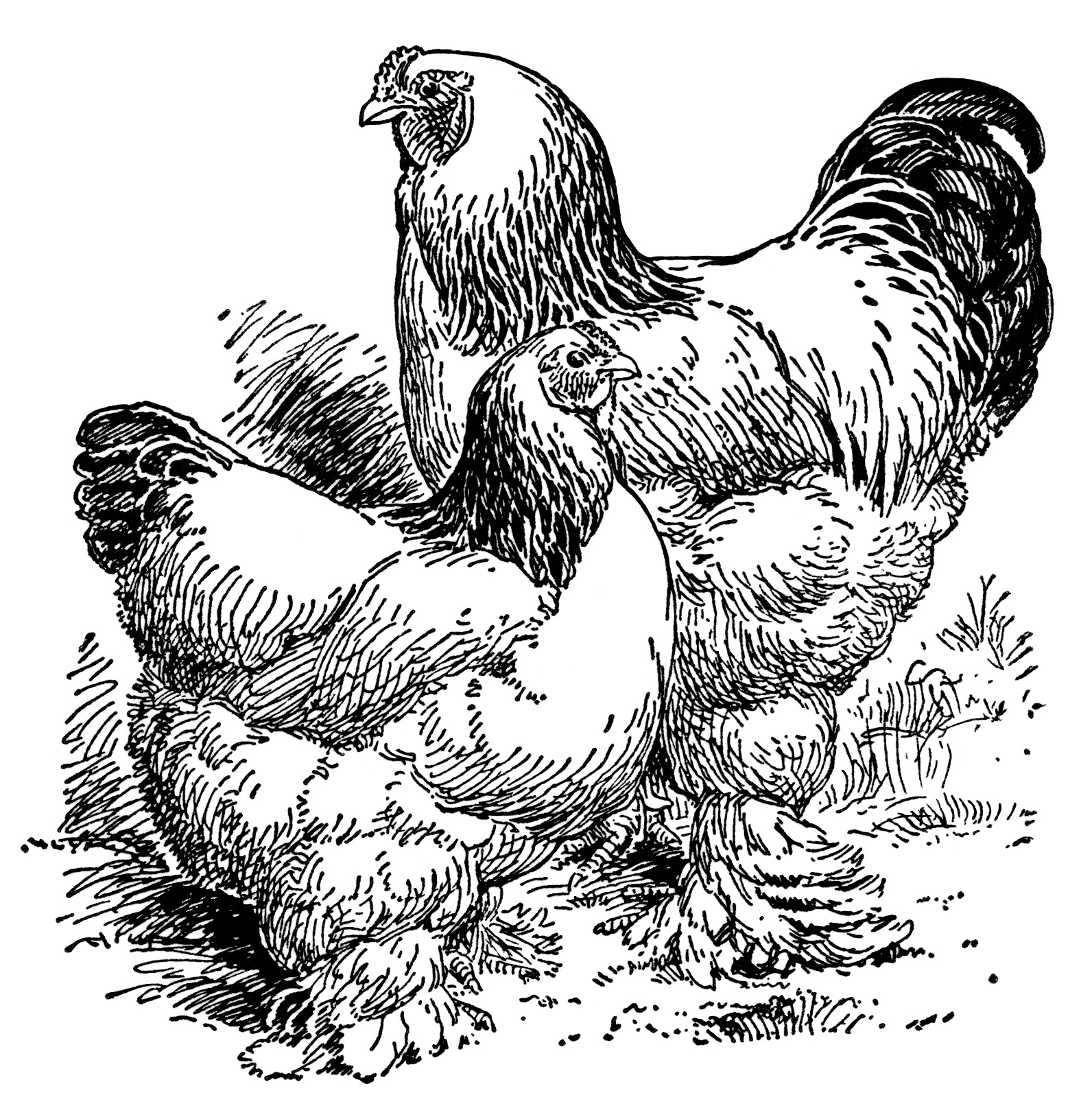 Vintage Rooster Clipart.