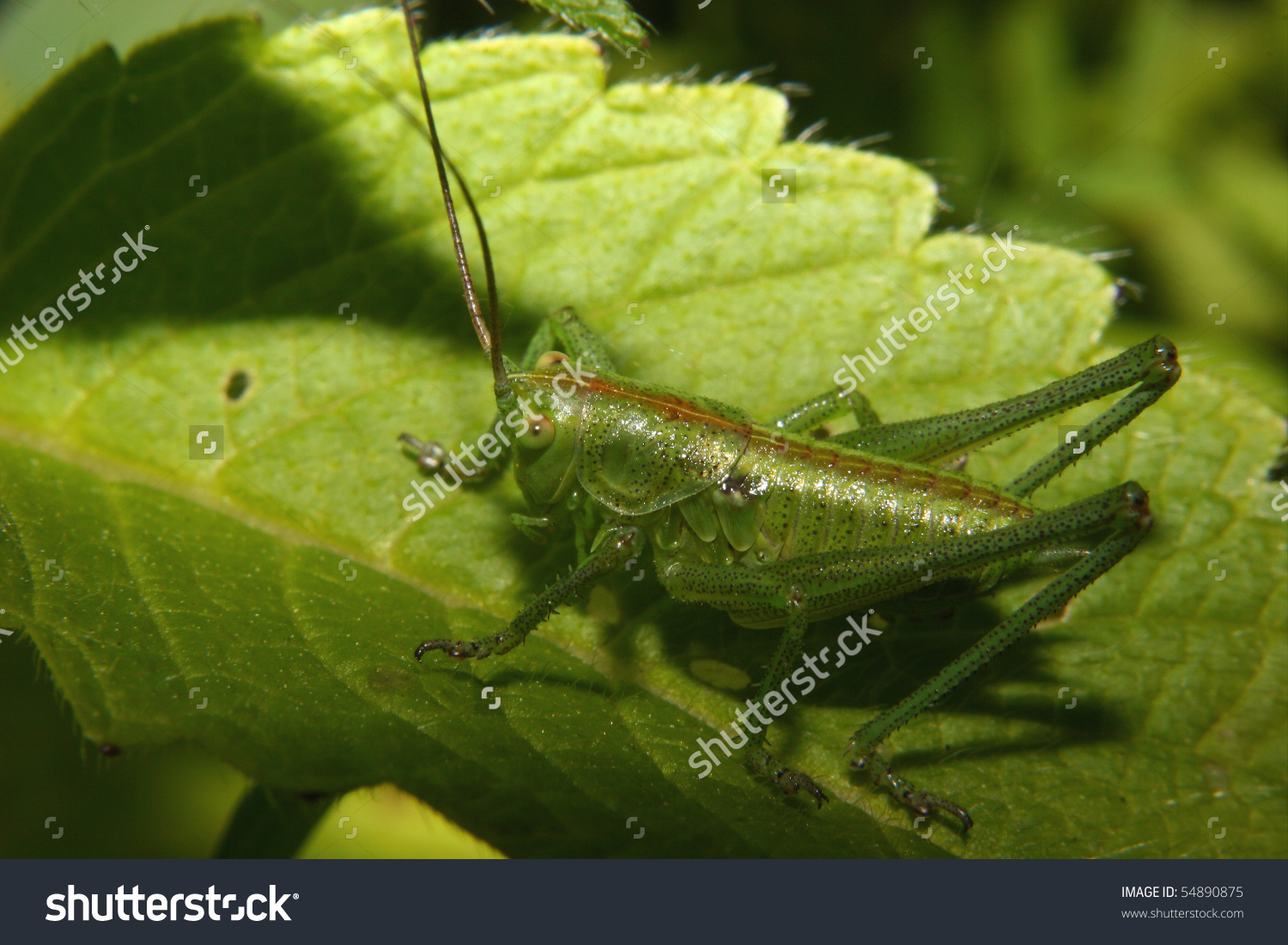 Early Larval Stage Of The Large Green Grasshopper (Tettigonia.