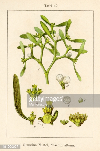 Antique Flower Illustration: Mistletoe (viscum Album) stock.