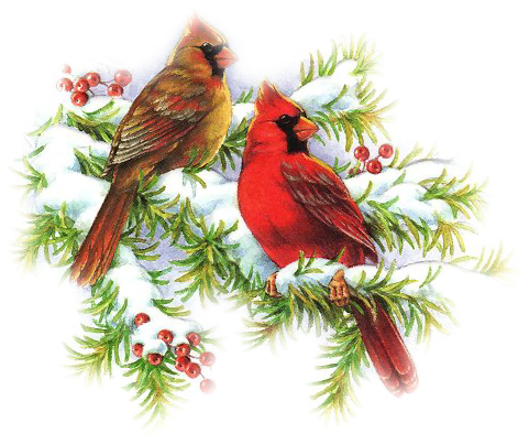 1300 Cardinal free clipart.